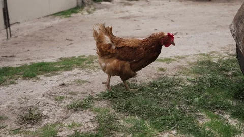 A red-haired chicken walks in the yard Stock Footage 258644806