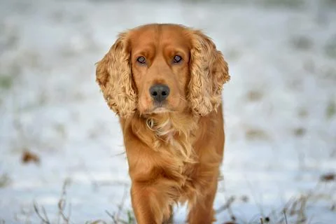 Red-haired cocker spaniel dog standing on a snowy meadow Stock Photos