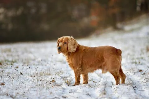 Red-haired cocker spaniel dog standing on a snowy meadow with trees in the ba Foto stock