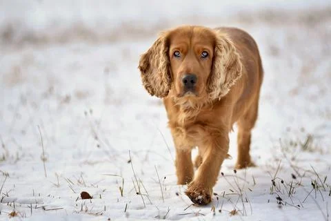 Red-haired cocker spaniel dog walking on a snowy meadow Stock Photos