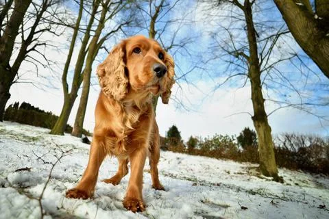 Red-haired cocker spaniel dog standing on a snowy meadow with trees in the ba Stock Photos