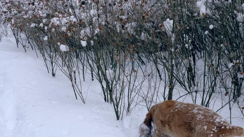 Red-haired cocker spaniel looks for a trace Stock Footage 108729285