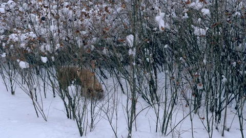 Red-haired cocker spaniel looks for a trace Stock Footage 108737254