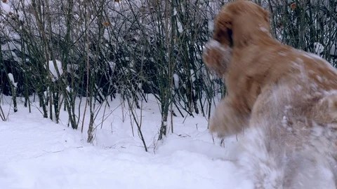 Red-haired cocker spaniel looks for a trace Stock Footage 108738382