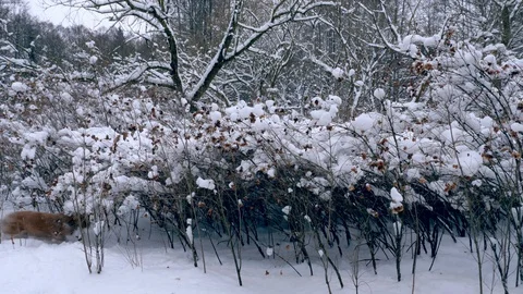 Red-haired cocker spaniel looks for a trace Stock Footage 108913145