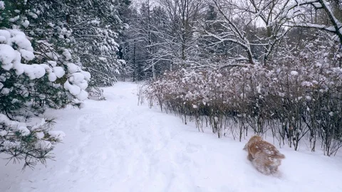 Red-haired cocker spaniel runs along a path Stock Footage 108725124