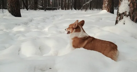 Red-haired corgi breed dog walks through winter forest, drowns in snowdrifts Stock Footage 124307404