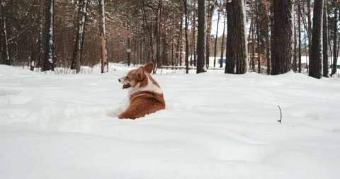 Red-haired corgi breed dog walks through winter forest, drowns in snowdrifts Stock Footage 125902956