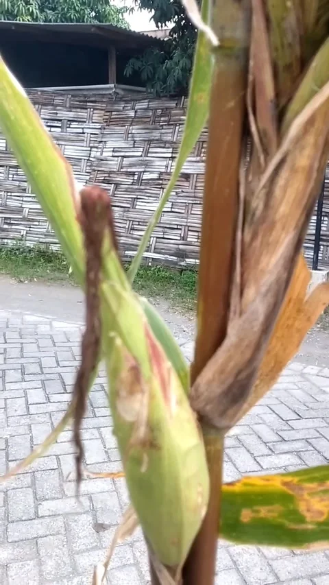 Red-haired corn plant Stock Footage 325979050