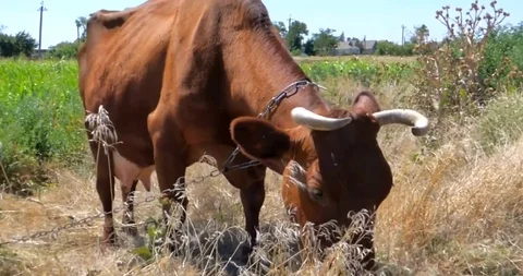 A Red Haired Cow Eating Stock Footage 108927508