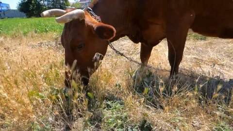 A Red Haired Cow Stock Footage 93440092