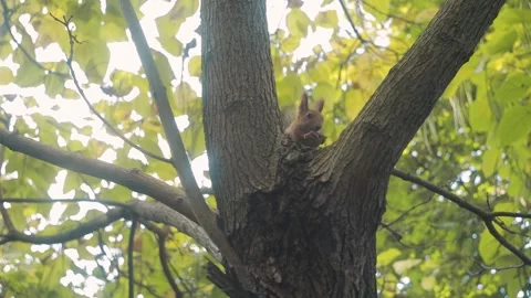 Red-haired cute squirrel eats a nut on a tree. Feed the squirrels in the fall. Stock Footage 163315361