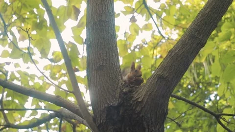 Red-haired cute squirrel eats a nut on a tree. Feed the squirrels in the fall. Stock Footage 163315633