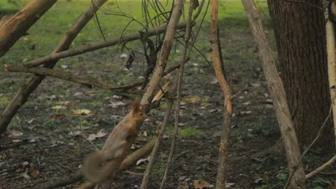 Red-haired cute squirrel looking for food in the park.  Stock Footage 163315439