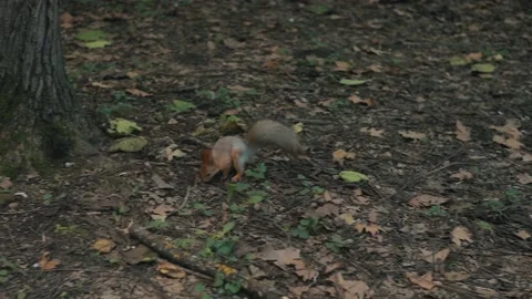 Red-haired cute squirrel looking for food in the park. Stock Footage 163315463