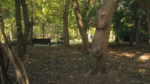 Red-haired cute squirrel looking for food in the park. Stock Footage 163315624