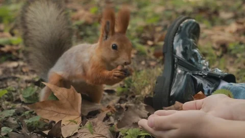 Red-haired Cute squirrel takes a nut from her hand. Stock Footage 163315391