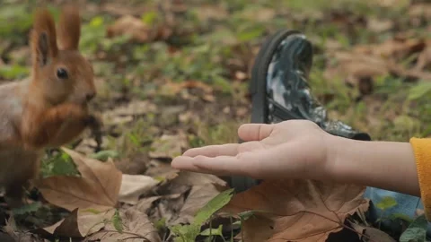 Red-haired Cute squirrel takes Feed the squirrels in the fa Stock Footage 163315393
