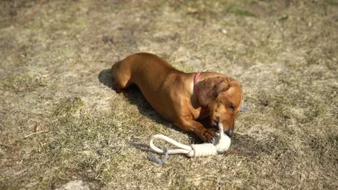 Red-haired dachshund chewing on a new toy Stock Footage 132293298