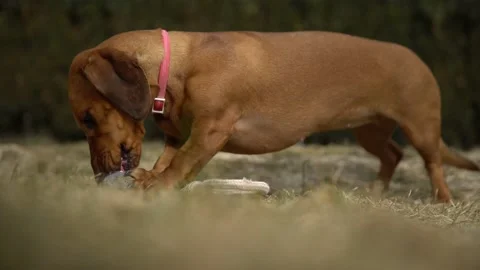 Red-haired dachshund is happy about the new toy Stock Footage 132293401