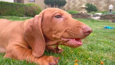 Red-haired Dachshund puppy eats carrots on the grass Stock Footage 132293227