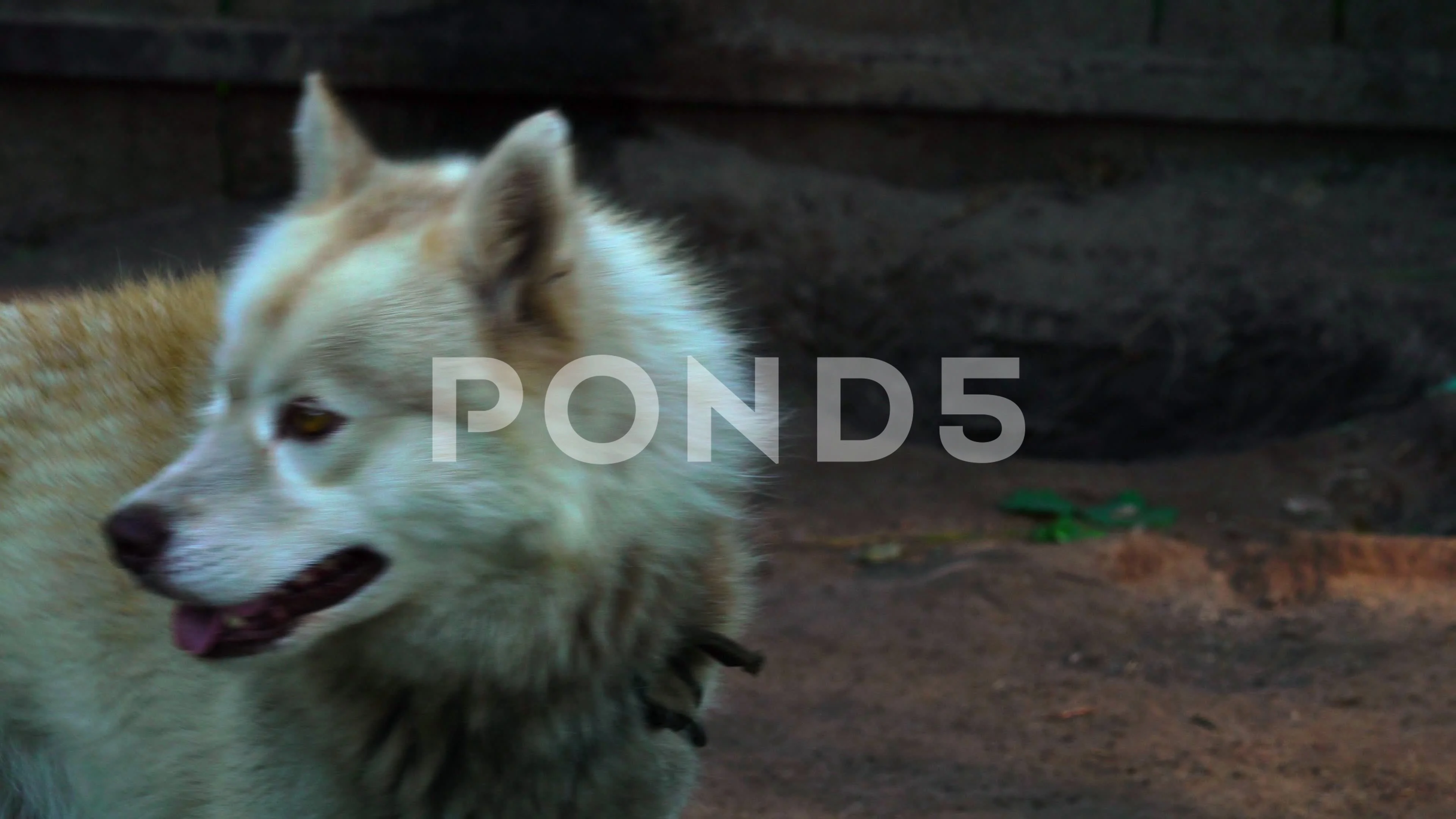 Video The Red Haired Dog Of The Husky Breed Is Tied With A Chain