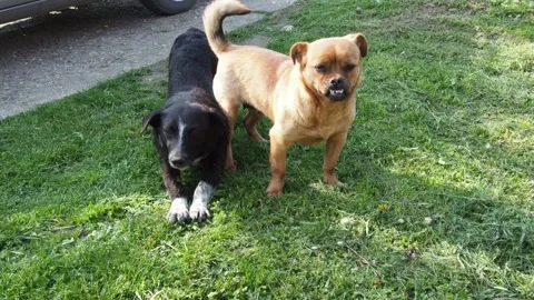 A red-haired dog with an irregular bite yawns with its mouth wide open. An Stock Footage 205240185