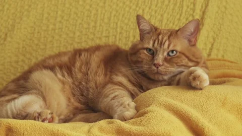 Red-haired fat cat is resting Stock Footage 89409920