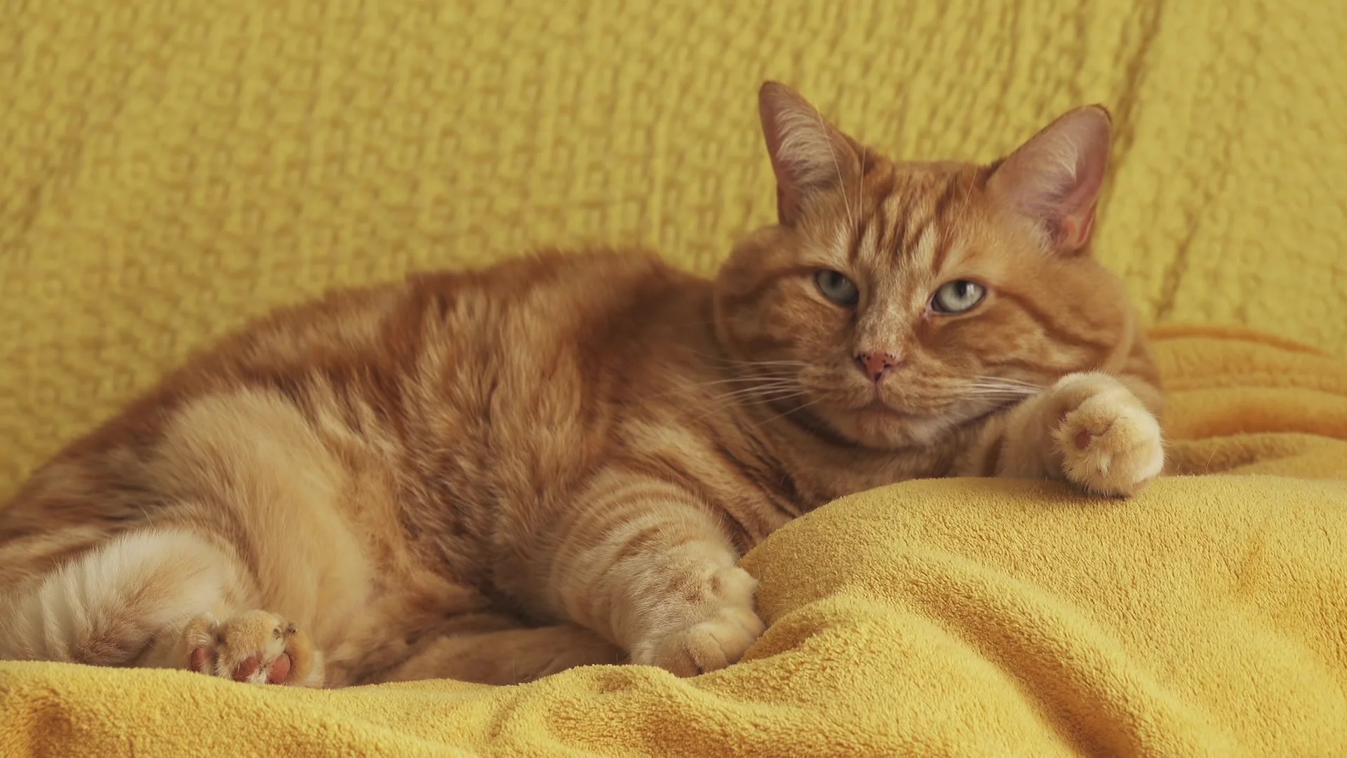 Red Haired Fat Cat Is Resting Stock Video 89409920