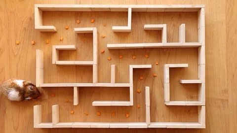 A red-haired, fat hamster crawls through the maze looking for a way out. Stock Footage 246032952