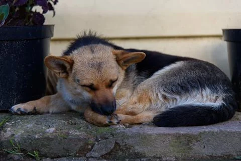 Red-haired fluffy mixed breed dog resting in nature. Stock Photos
