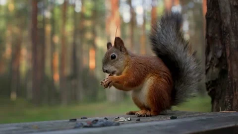 Red-haired fluffy squirrel in the park on a bench has seeds. Squirrel close-up. 스톡 동영상 139456358