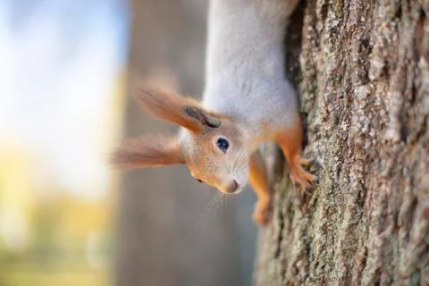 Red-haired funny squirrel runs on a tree Stock Photos