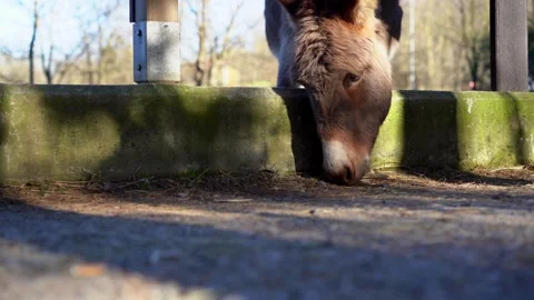 Red-haired girl caressing donkeys Stock Footage 277517606