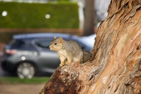 A red-haired gray squirrel sits on a tree in Los Angeles, California, USA Stock Photos