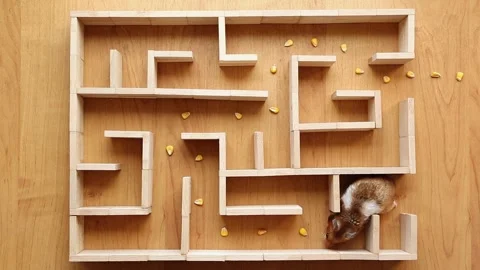 A red-haired hamster collects corn kernels in a maze. Stock Footage 246544187
