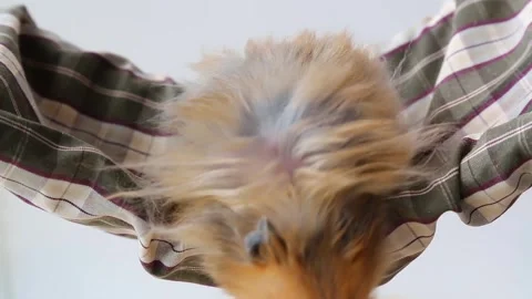 A red-haired hamster is sitting in a hammock. A curious, pet. Stock Footage 242455849