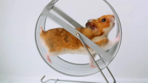 A red-haired hamster walks on a wheel on a white background. A Syrian hamster Stock Footage 219414366