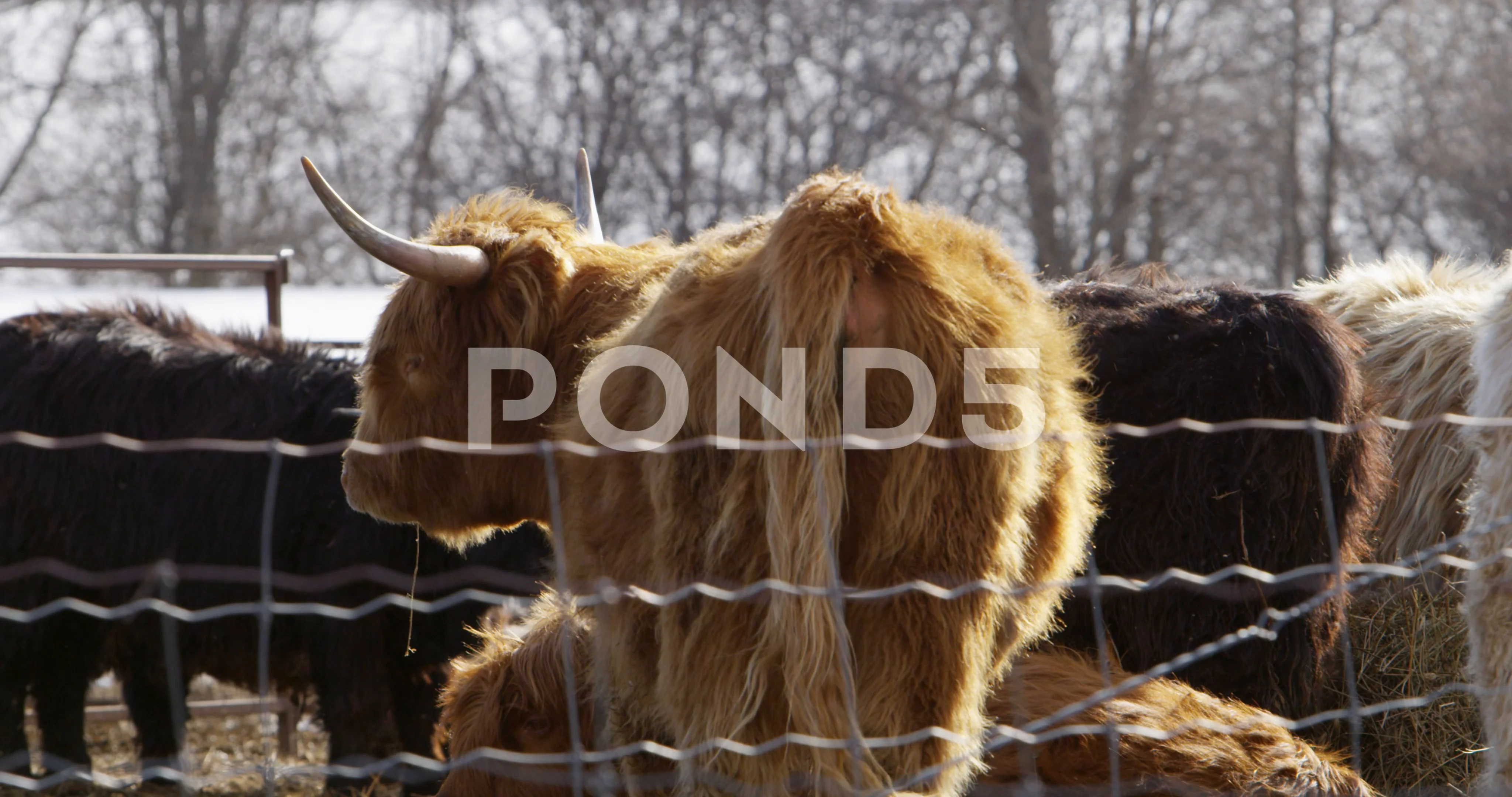 Red Haired Highland Cow In Barnyard 4k Video 73381585
