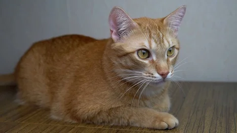 Red-haired home cat looks at the camera Stock Footage 100367271