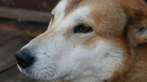Red-haired husky, closeup portrait Stock Footage 122269595