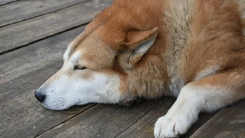 Red-haired husky sleeping on the terrace Stock Footage 122269602