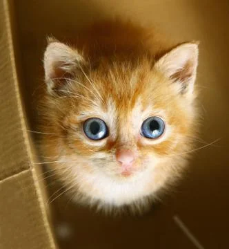Red-haired kitten look up sit in the cupboard box Stock Photos