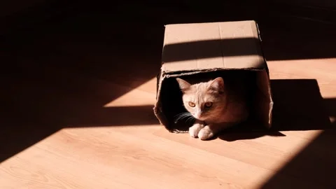 A red-haired kitten lying on the floor in a cardboard box in the sun. Stock Footage 240187604
