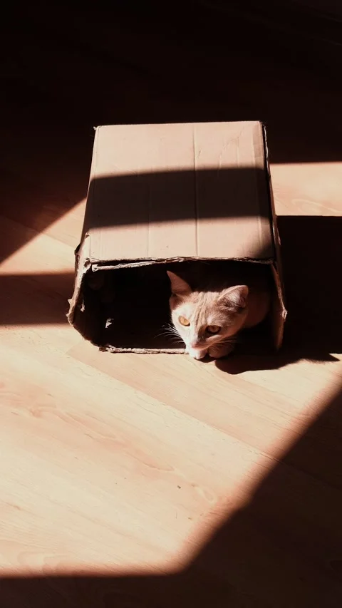 A red-haired kitten lying on the floor in a cardboard box in the sun. Stock-Footage 291985423