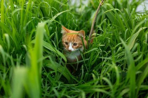 A red-haired kitten is playing in the grass Stock Photos