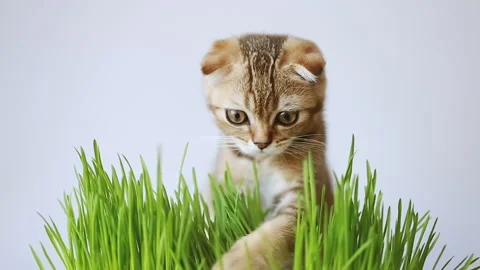 A red haired kitten plays with the grass Stock Footage 157586504