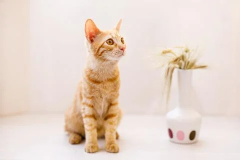 The red-haired kitten sits on the table and sniffs an ear of wheat in a vase Foto stock