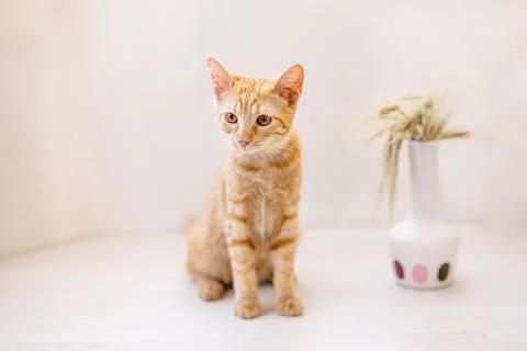 The red-haired kitten sits on the table and sniffs an ear of wheat in a vase Stock Photos