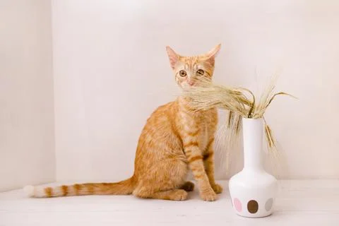 The red-haired kitten sits on the table and sniffs an ear of wheat in a vase Stock Photos